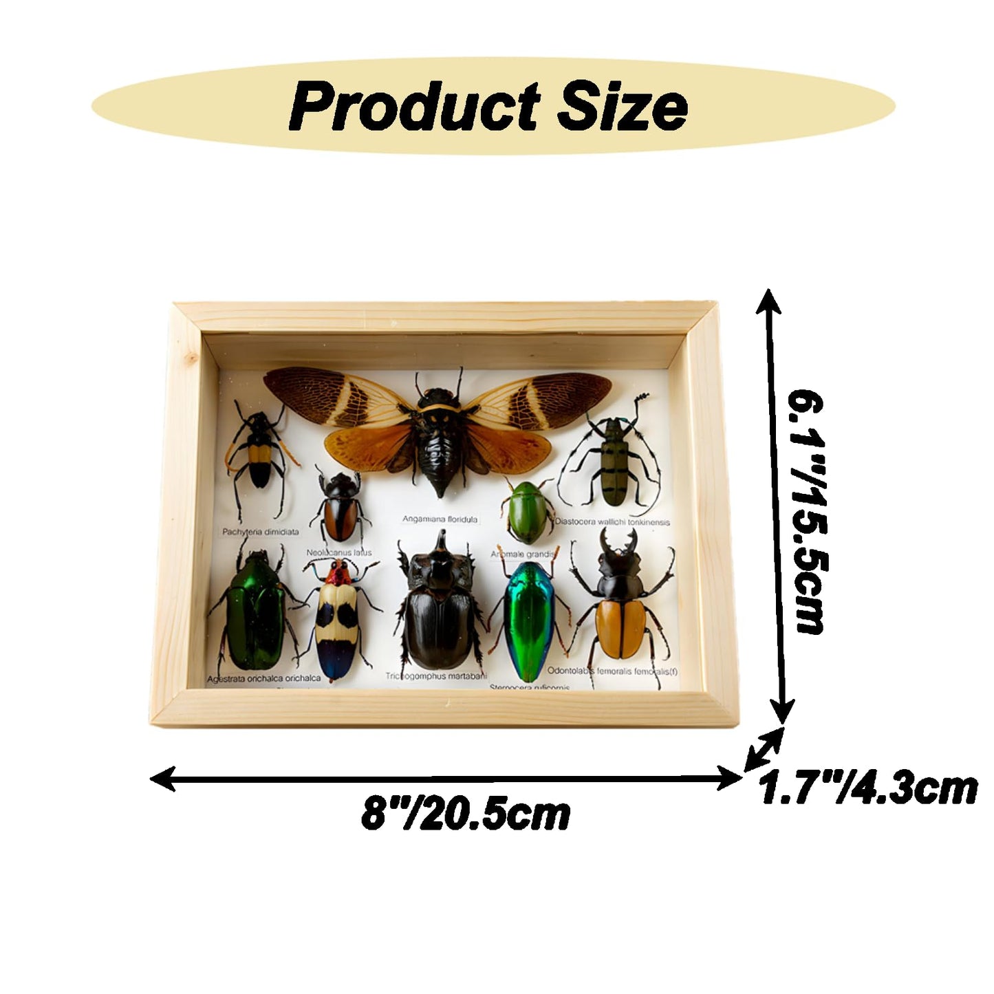 Colección de insectos disecados