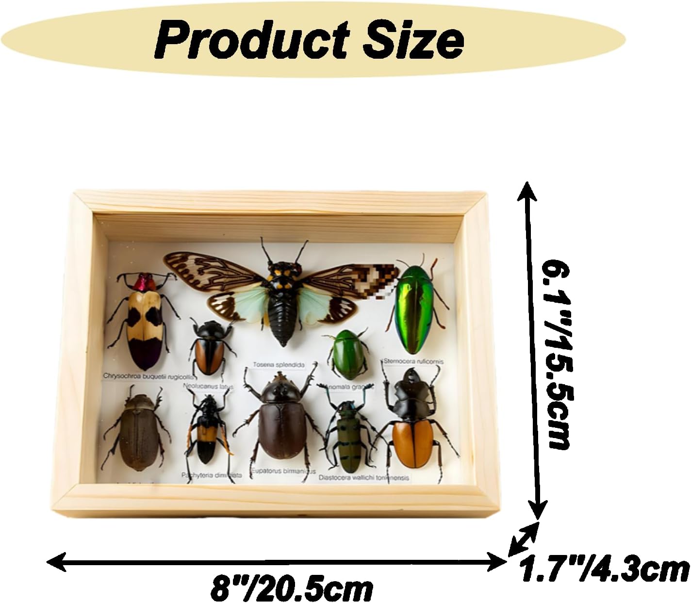 Colección de insectos disecados
