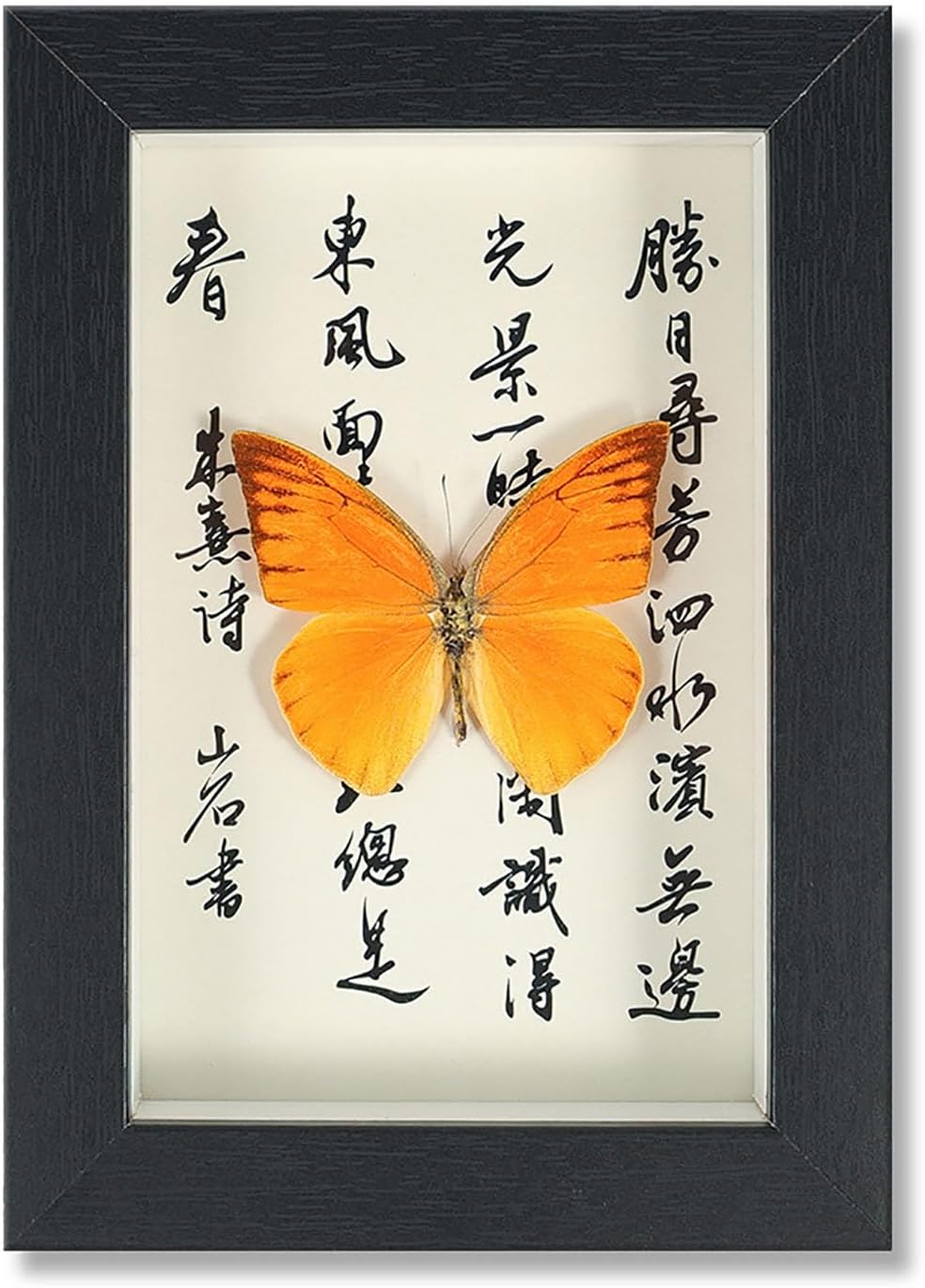 Mariposa de Colección en Marco de Madera – Natural Art con Elegancia Oriental