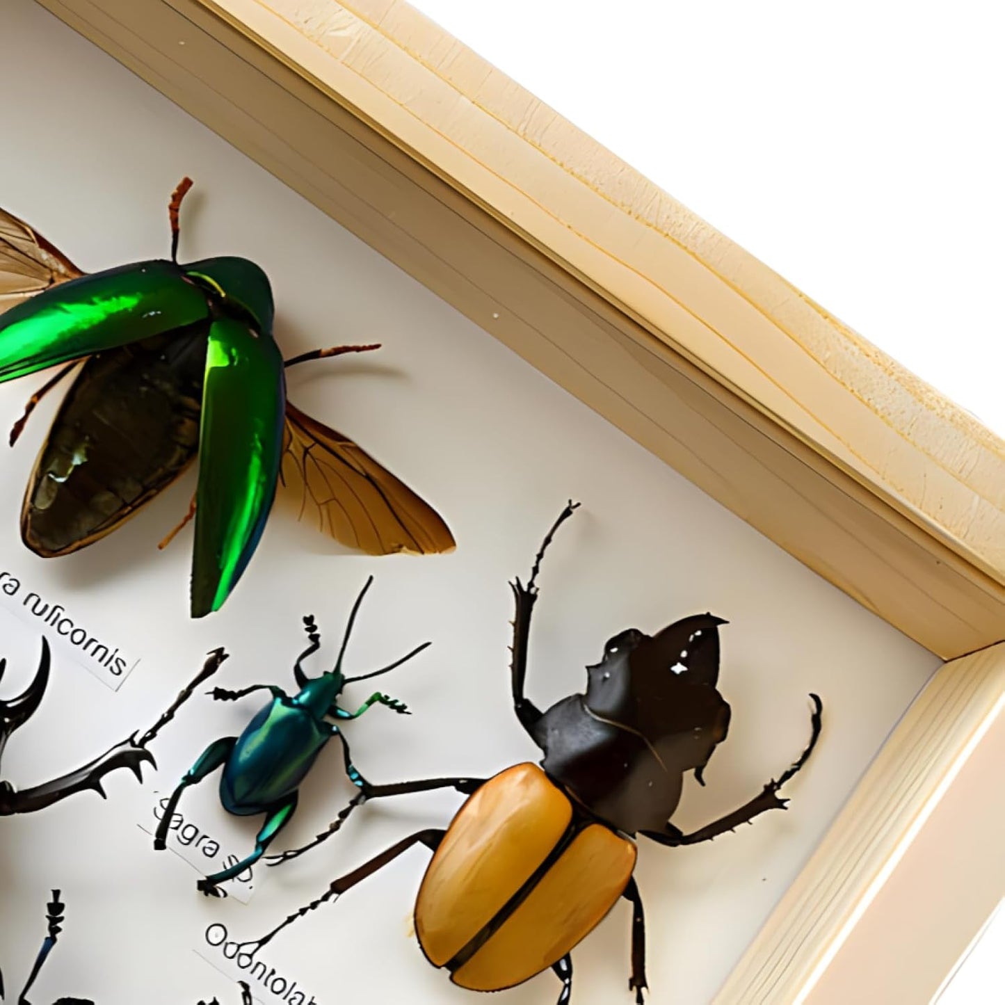 Colección de insectos disecados