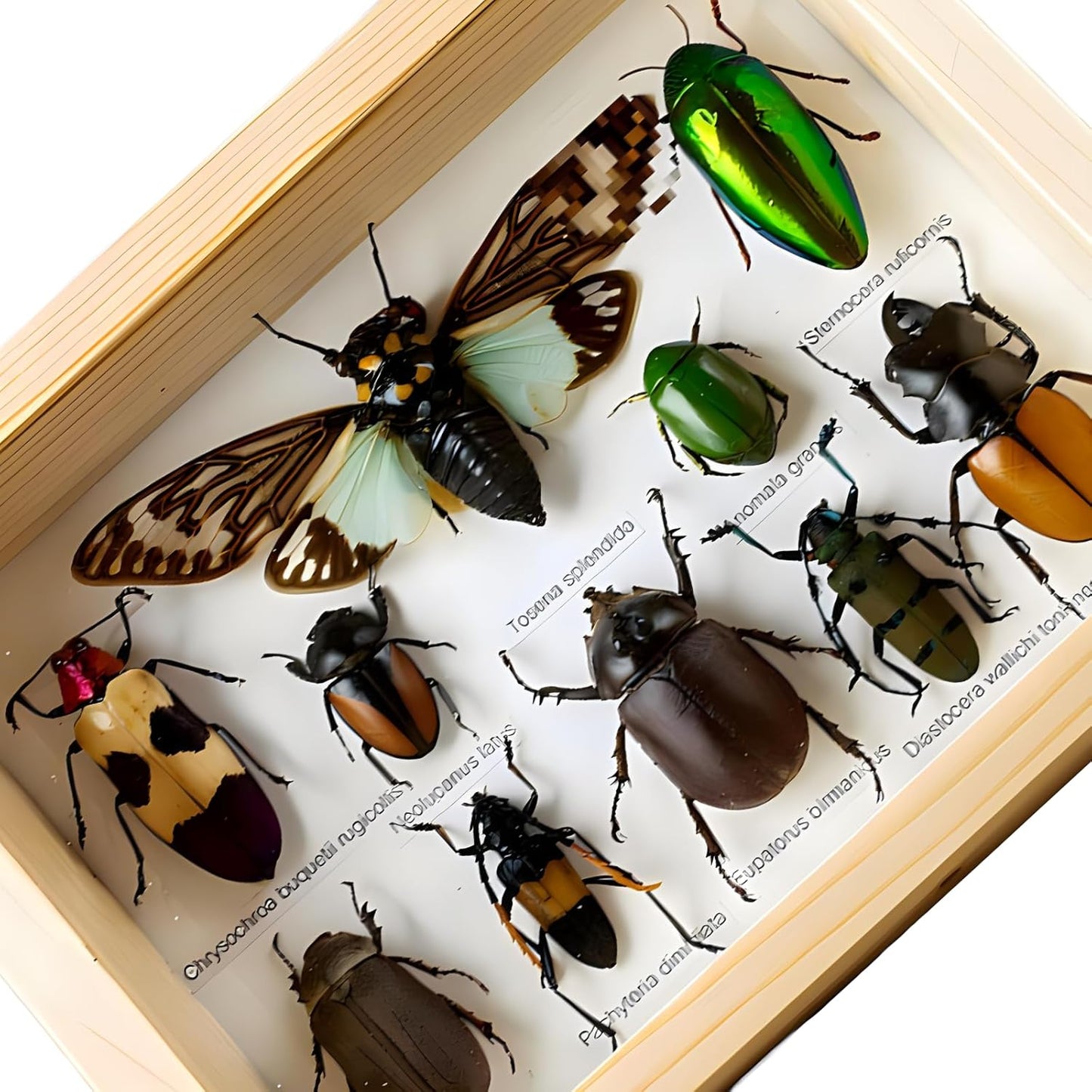 Colección de insectos disecados