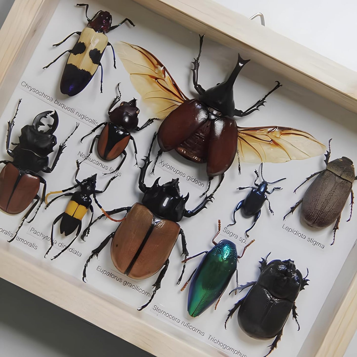 Colección de insectos disecados