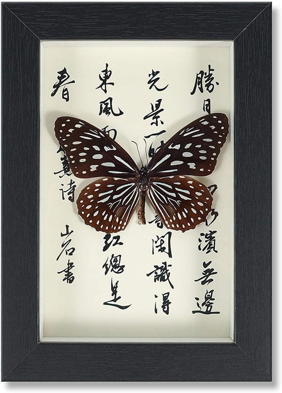 Mariposa de Colección en Marco de Madera – Natural Art con Elegancia Oriental