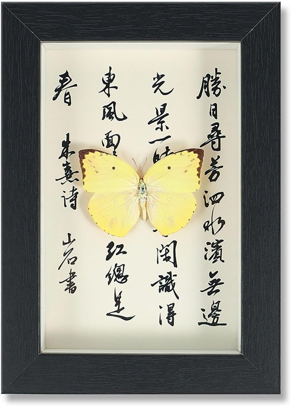 Mariposa de Colección en Marco de Madera – Natural Art con Elegancia Oriental