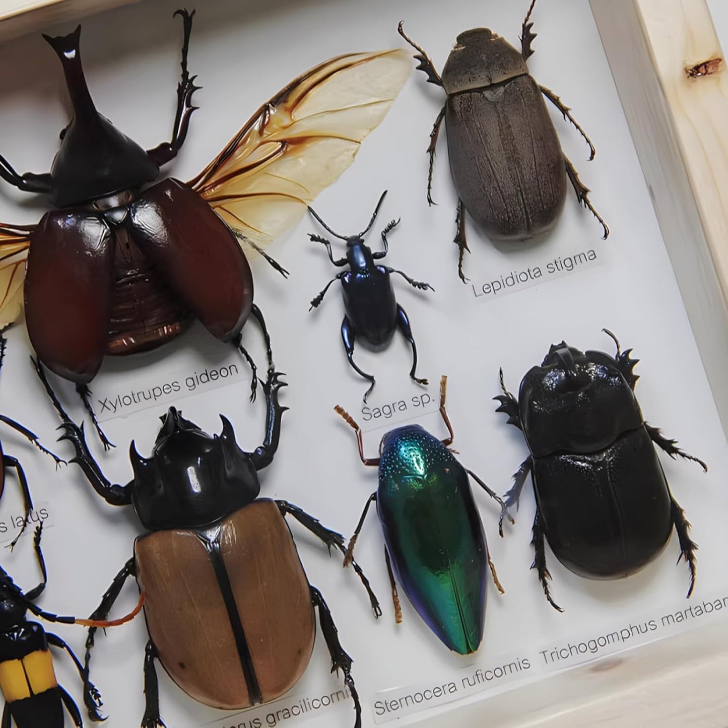Colección de insectos disecados