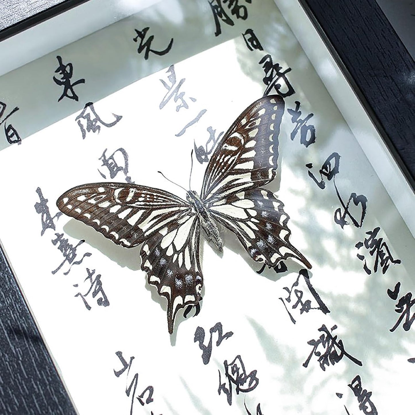 Mariposa de Colección en Marco de Madera – Natural Art con Elegancia Oriental