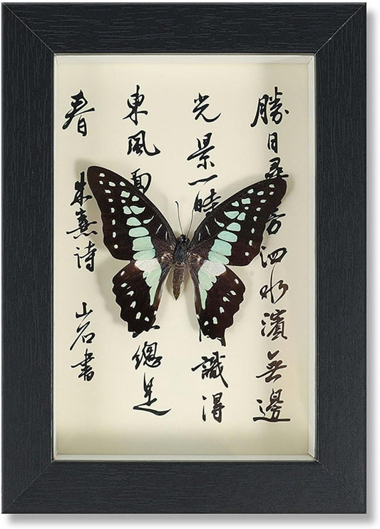 Mariposa de Colección en Marco de Madera – Natural Art con Elegancia Oriental