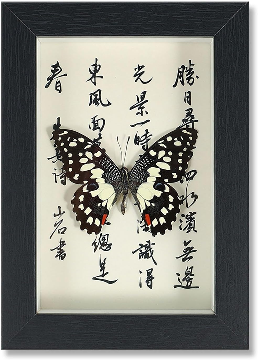 Mariposa de Colección en Marco de Madera – Natural Art con Elegancia Oriental
