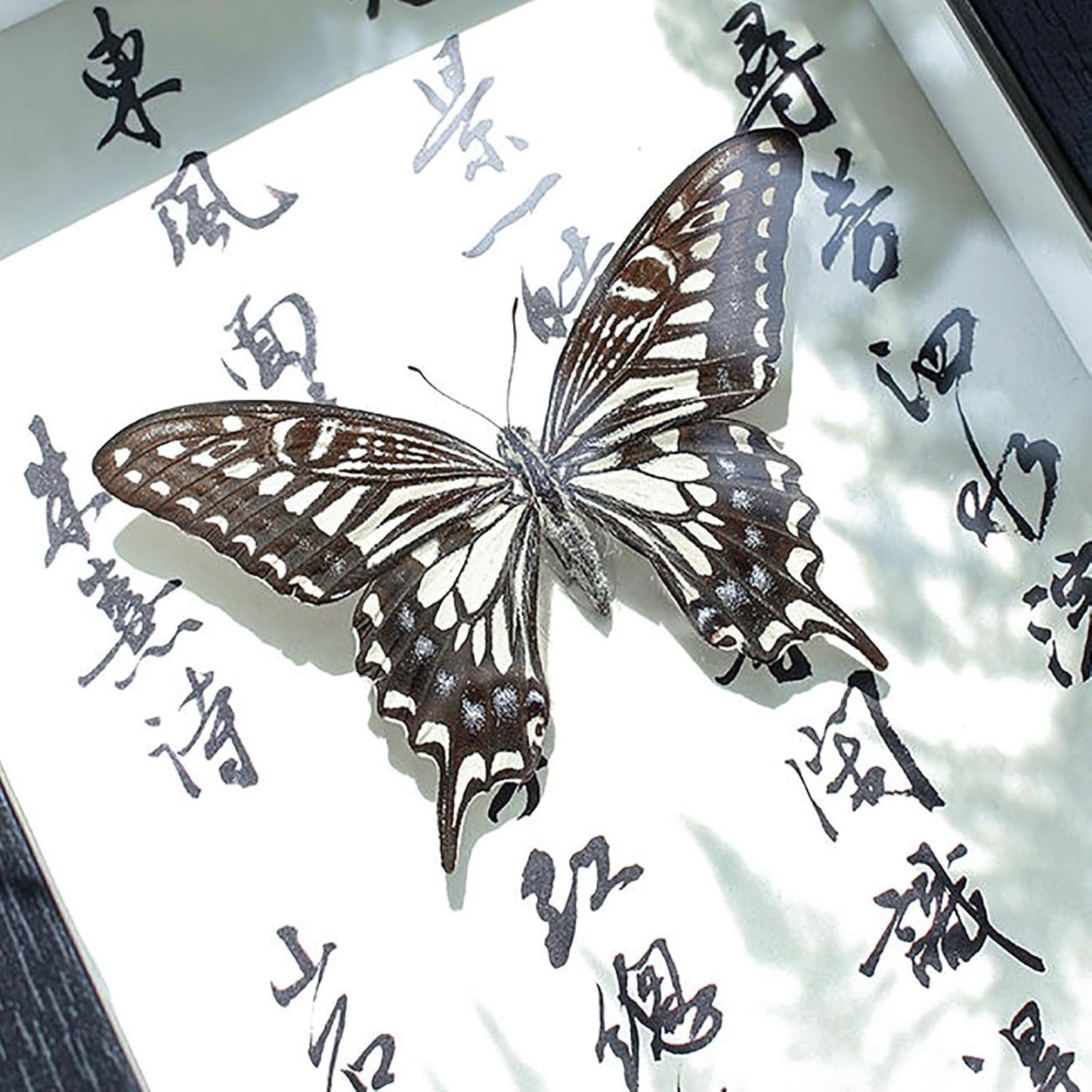 Mariposa de Colección en Marco de Madera – Natural Art con Elegancia Oriental