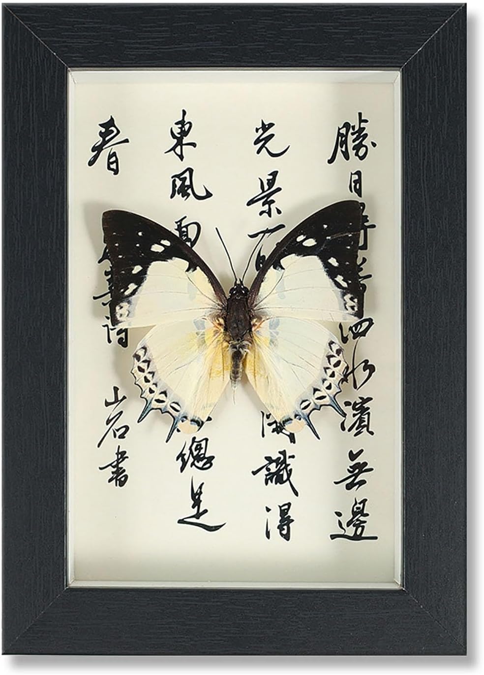 Mariposa de Colección en Marco de Madera – Natural Art con Elegancia Oriental