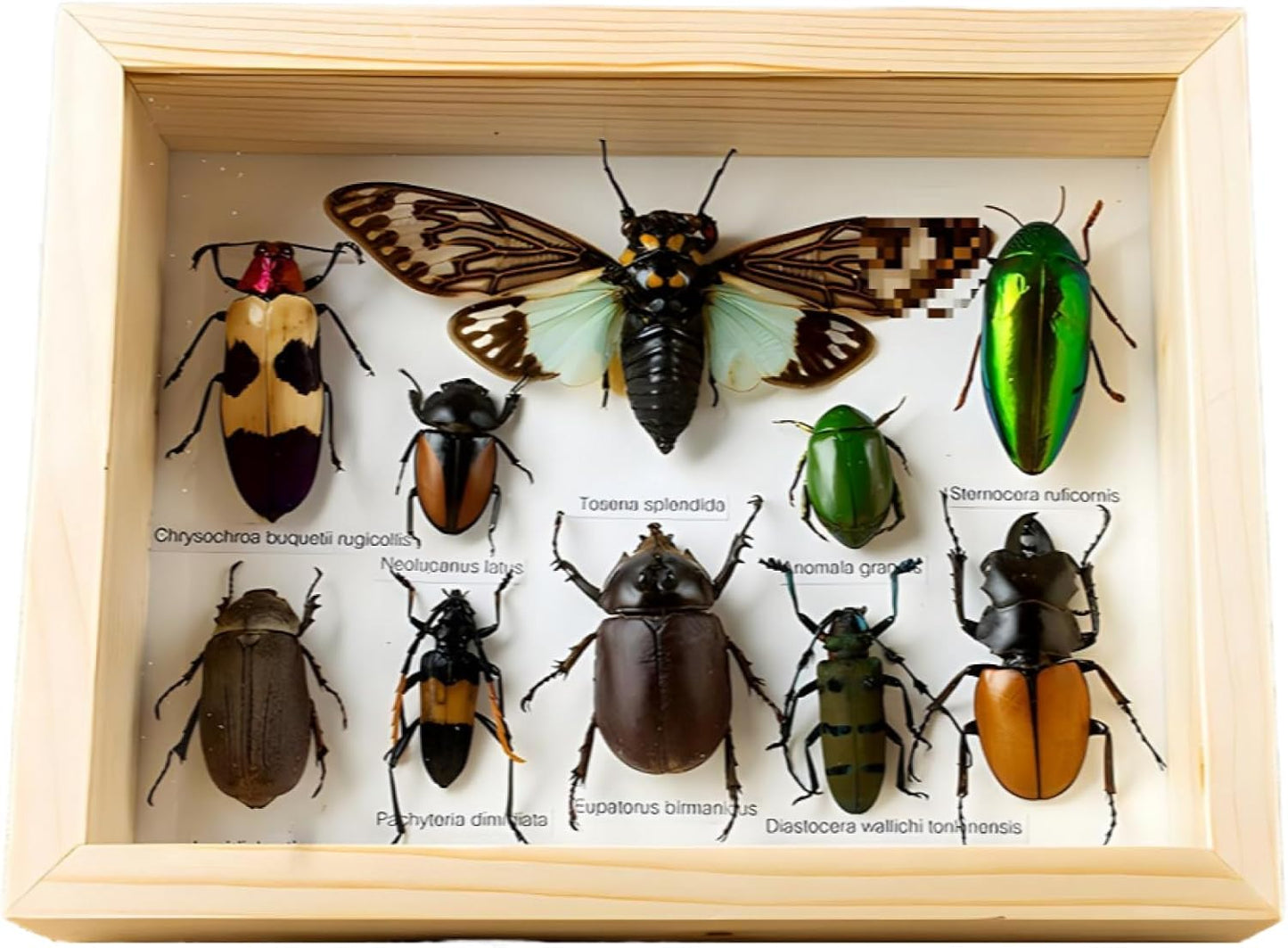 Colección de insectos disecados