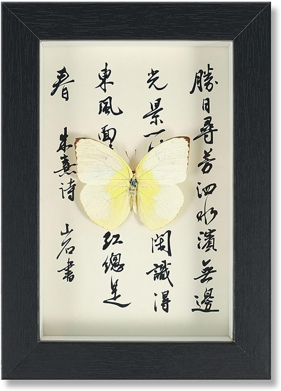 Mariposa de Colección en Marco de Madera – Natural Art con Elegancia Oriental