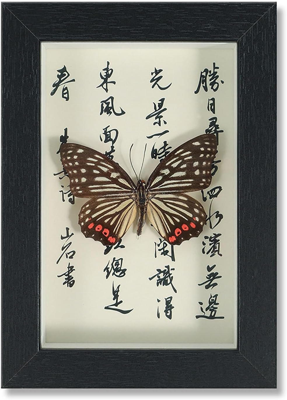 Mariposa de Colección en Marco de Madera – Natural Art con Elegancia Oriental