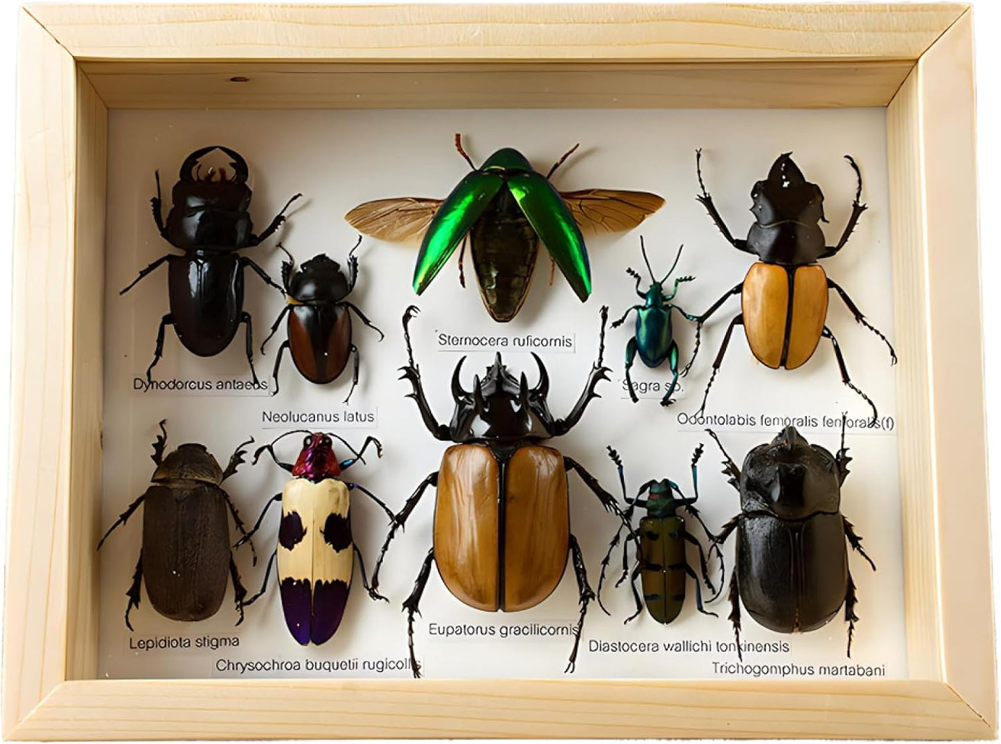 Colección de insectos disecados