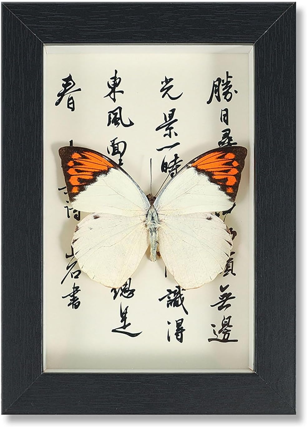 Mariposa de Colección en Marco de Madera – Natural Art con Elegancia Oriental