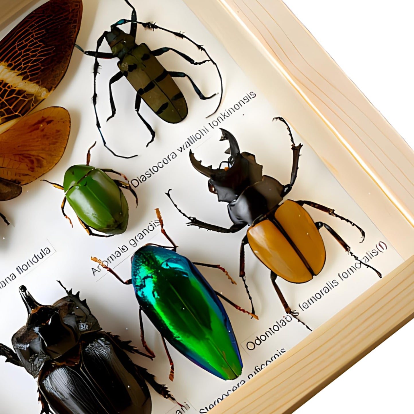 Colección de insectos disecados