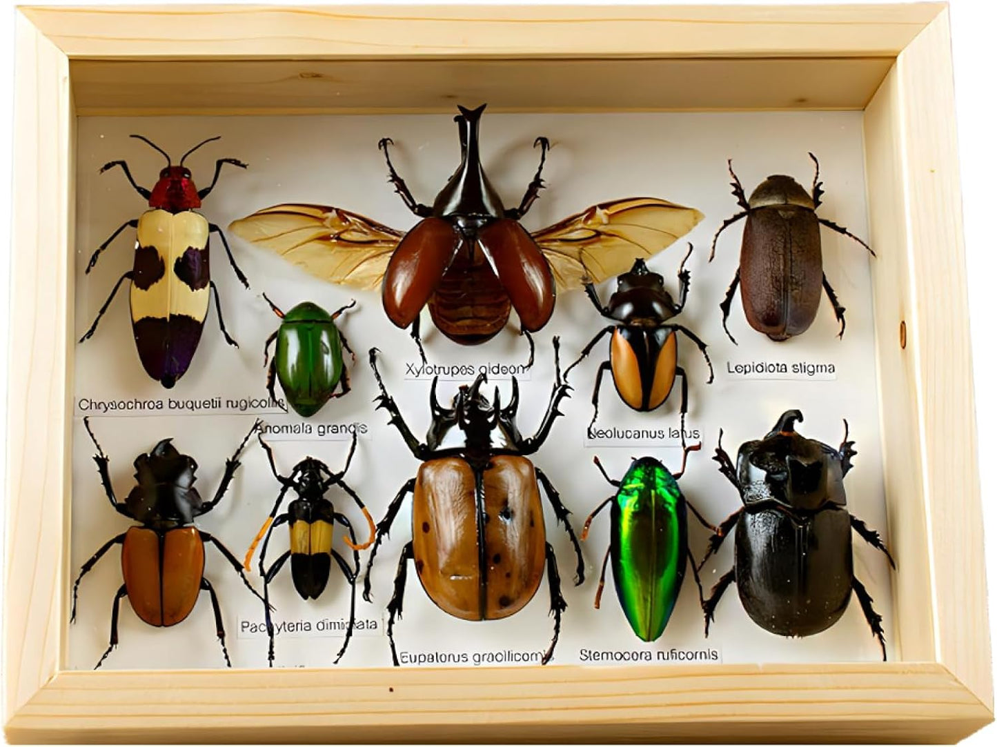 Colección de insectos disecados
