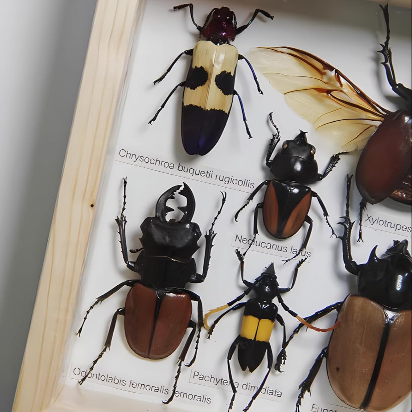 Colección de insectos disecados