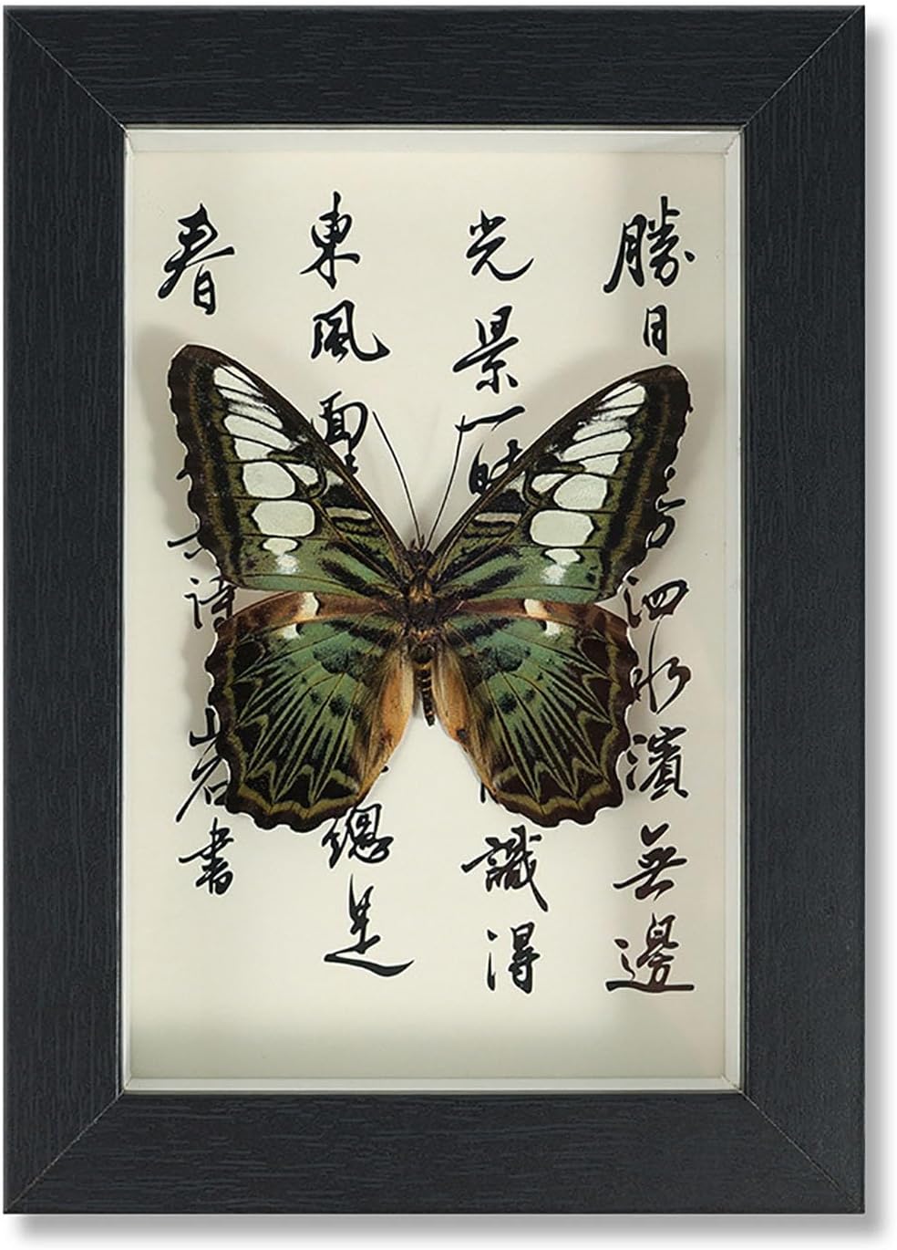 Mariposa de Colección en Marco de Madera – Natural Art con Elegancia Oriental