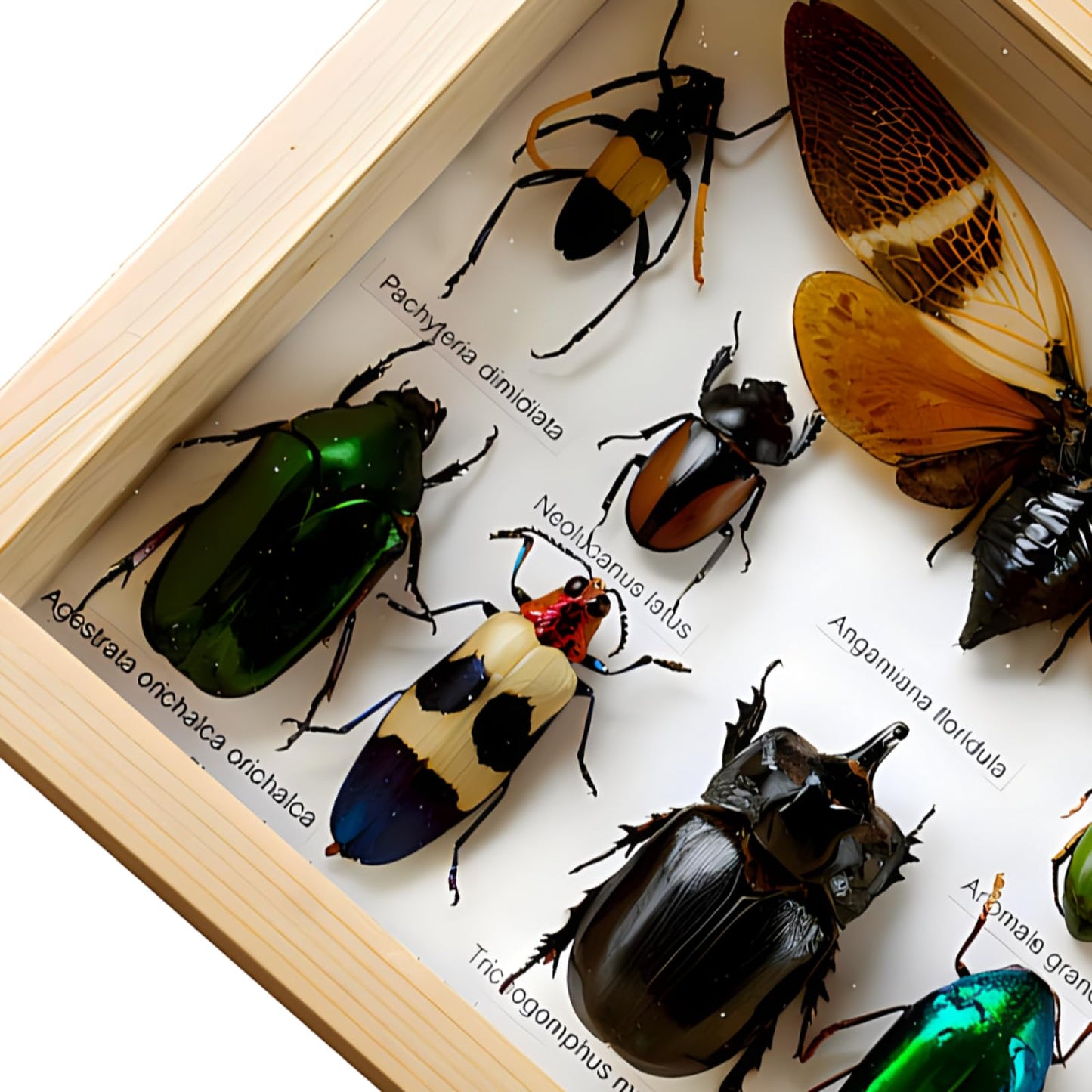 Colección de insectos disecados