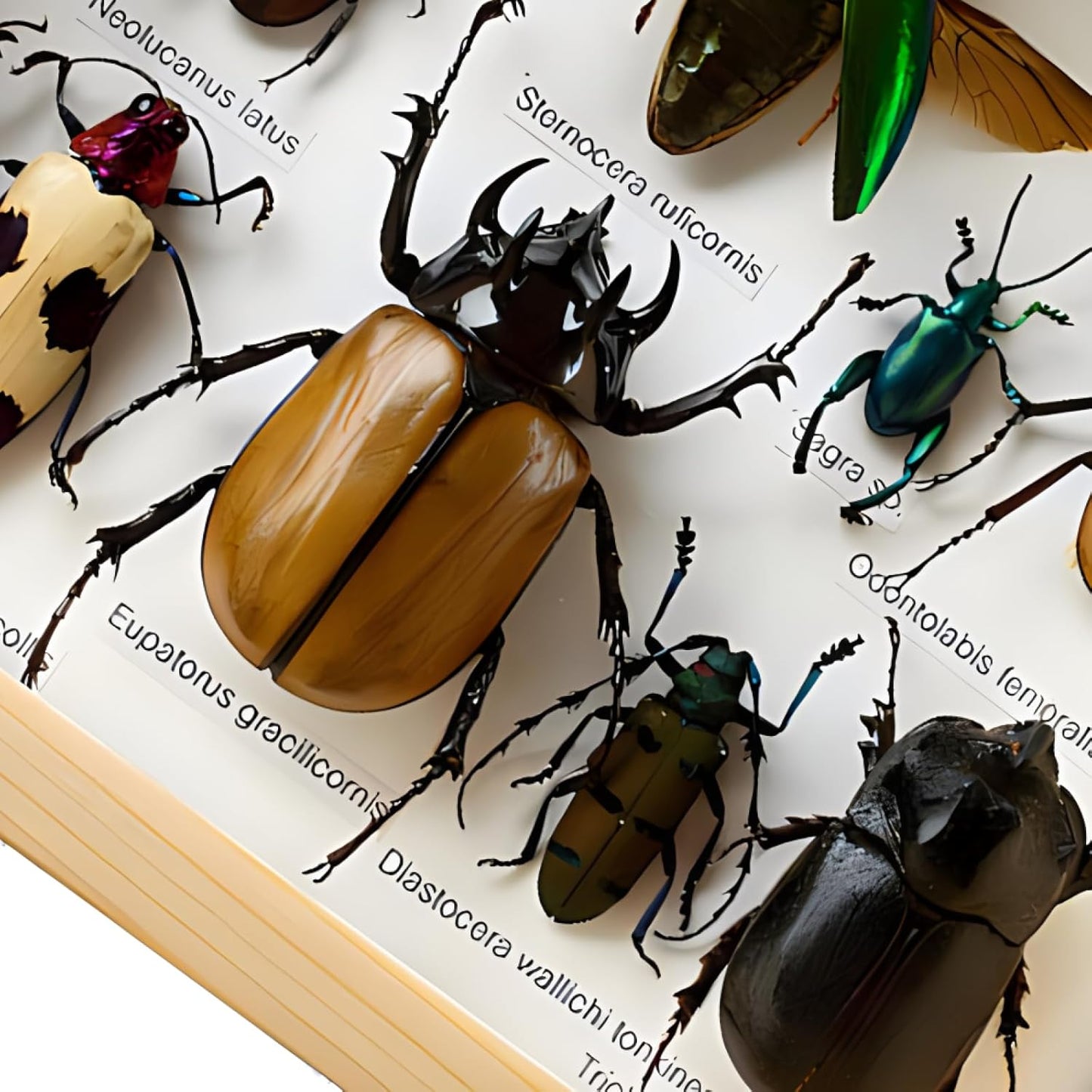 Colección de insectos disecados