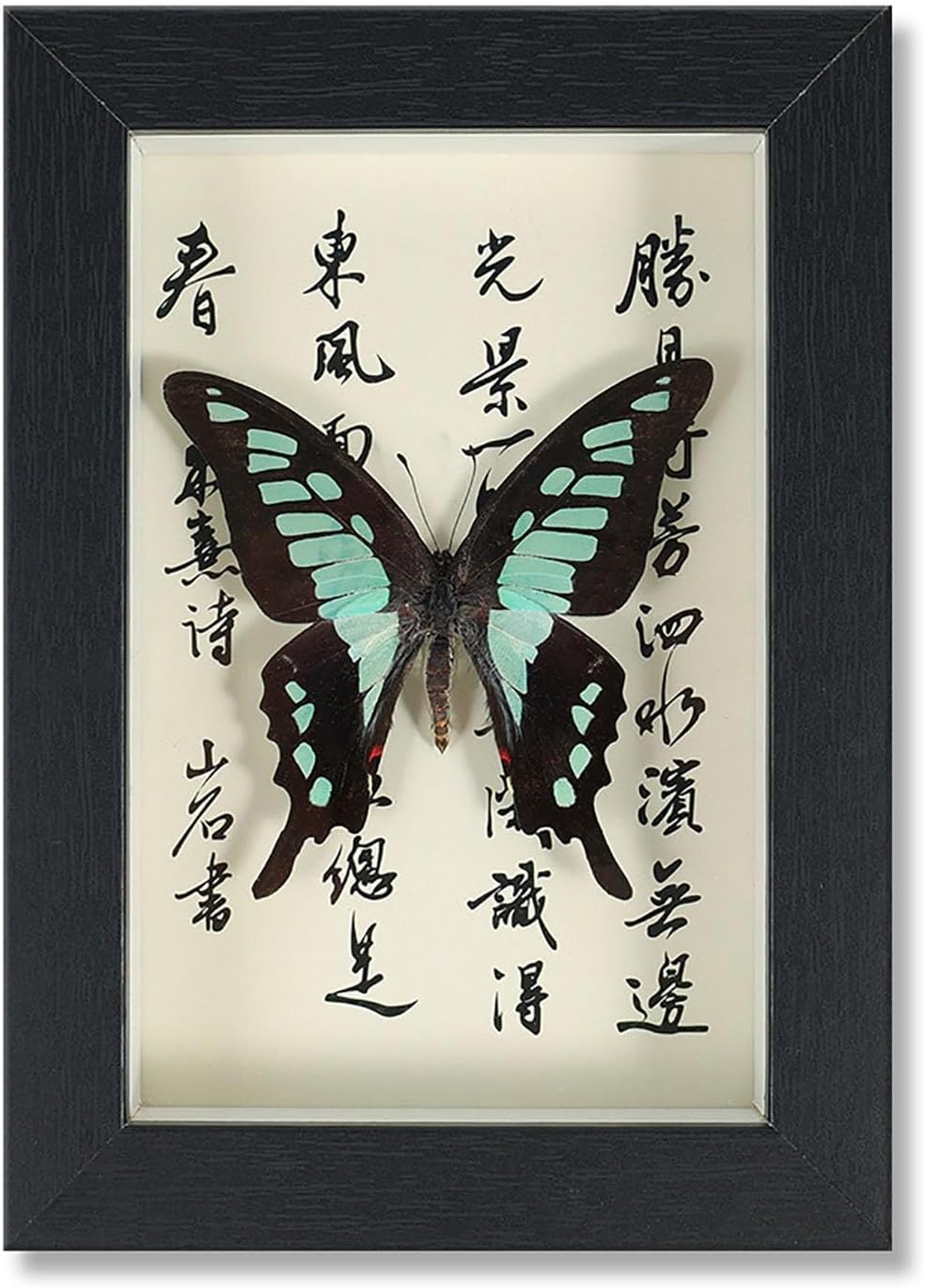 Mariposa de Colección en Marco de Madera – Natural Art con Elegancia Oriental