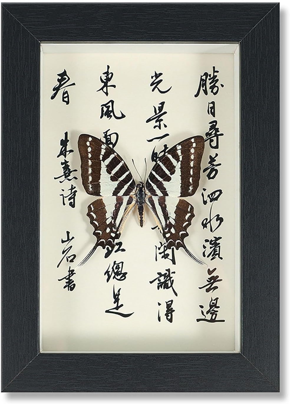 Mariposa de Colección en Marco de Madera – Natural Art con Elegancia Oriental