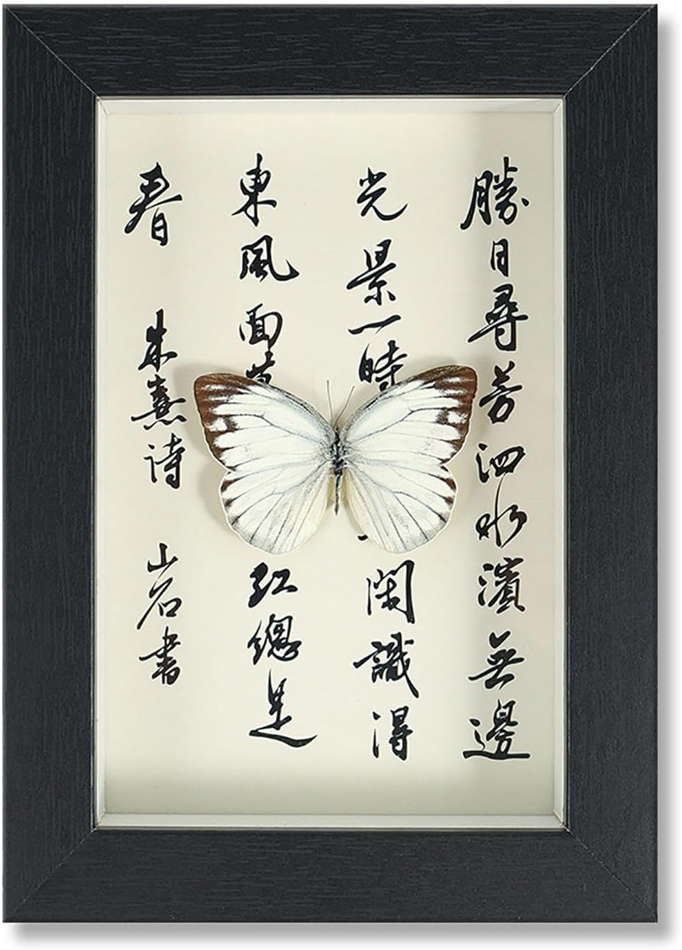 Mariposa de Colección en Marco de Madera – Natural Art con Elegancia Oriental