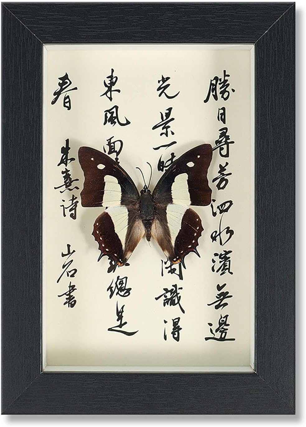 Mariposa de Colección en Marco de Madera – Natural Art con Elegancia Oriental