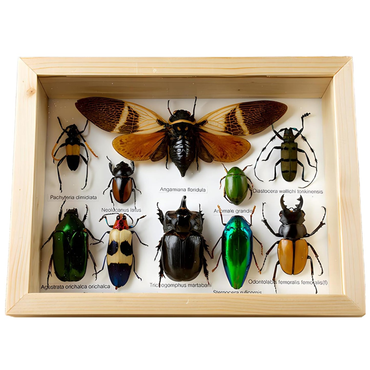 Colección de insectos disecados