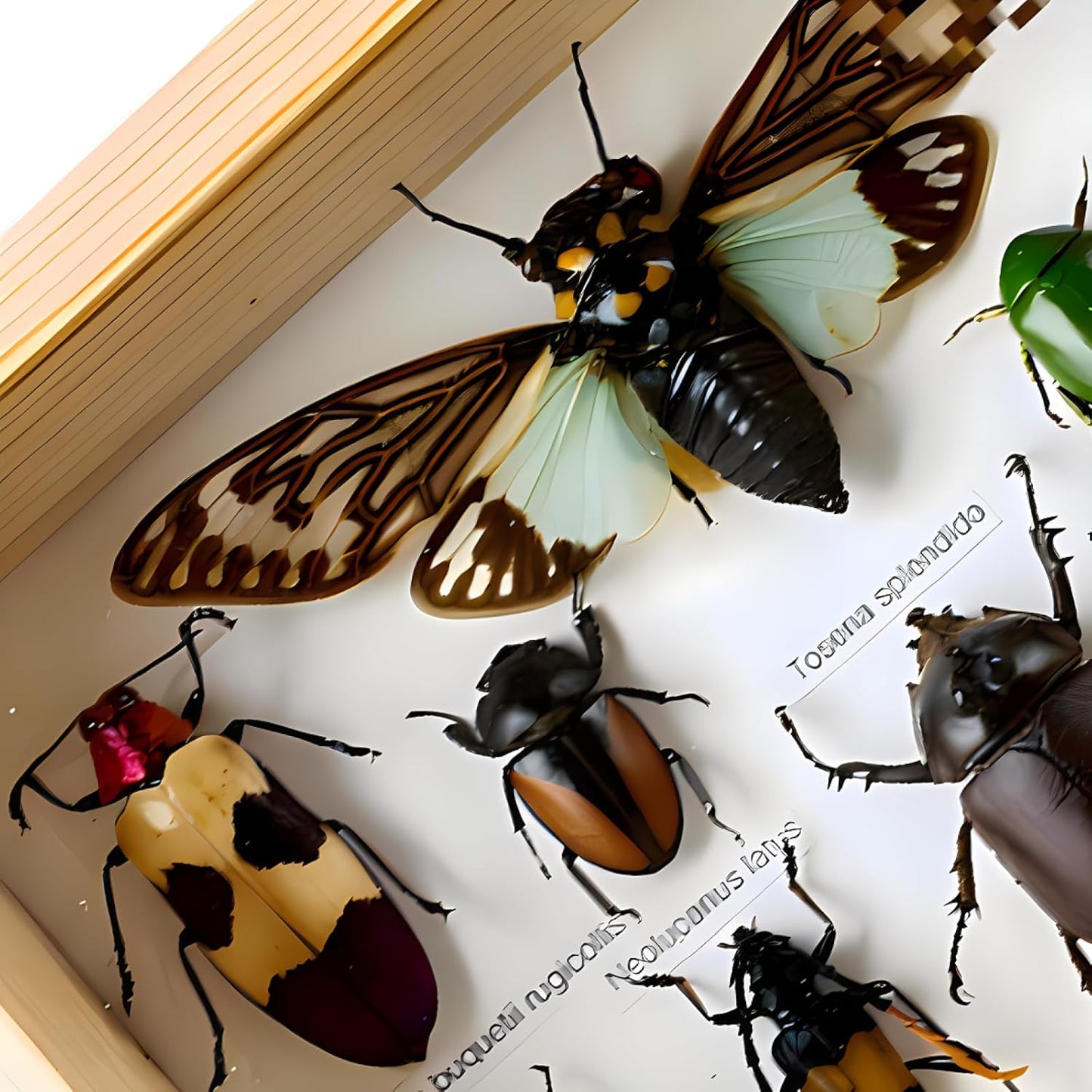 Colección de insectos disecados