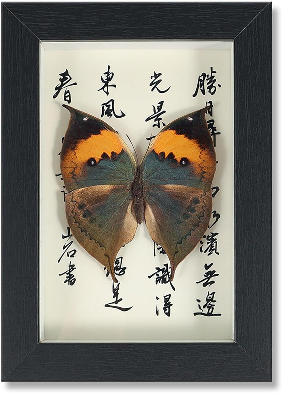 Mariposa de Colección en Marco de Madera – Natural Art con Elegancia Oriental