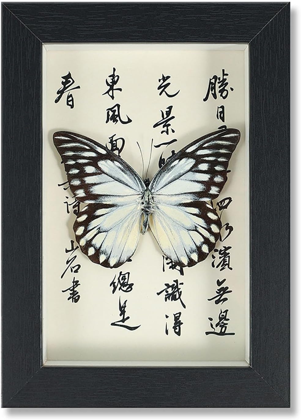 Mariposa de Colección en Marco de Madera – Natural Art con Elegancia Oriental