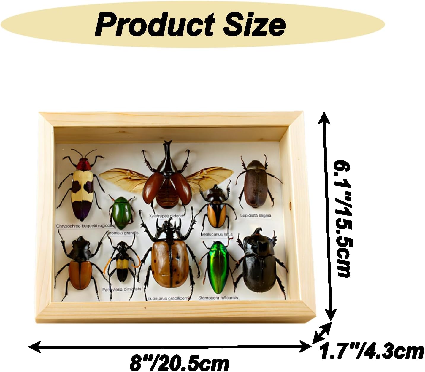 Colección de insectos disecados