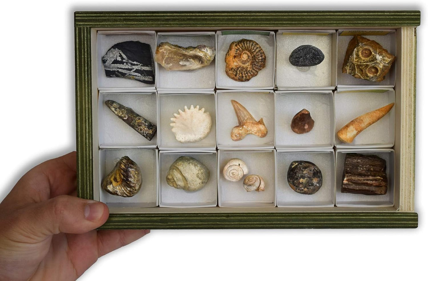 Colección de fósiles reales Animal Art