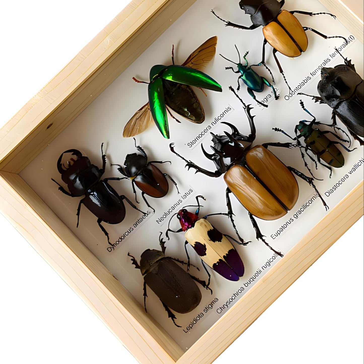 Colección de insectos disecados