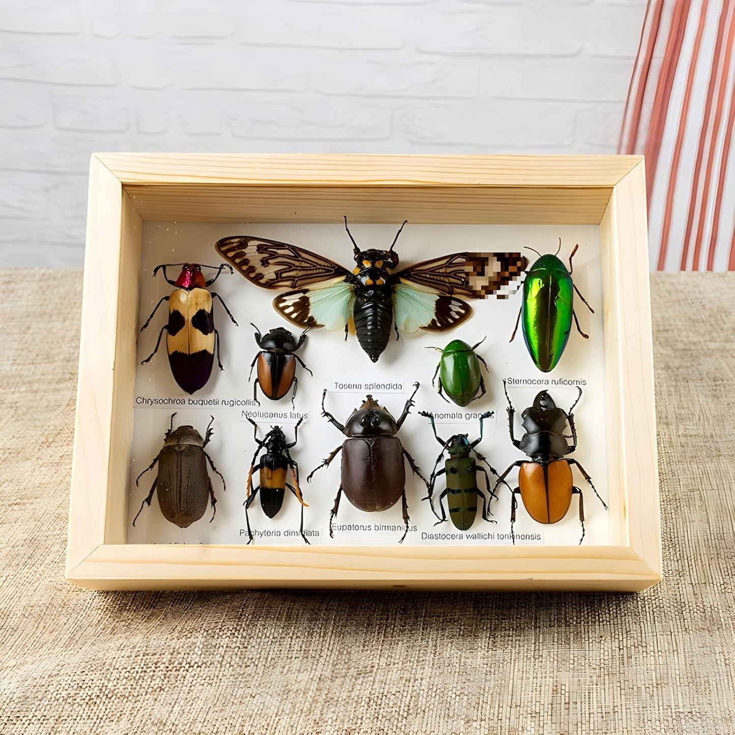 Colección de insectos disecados