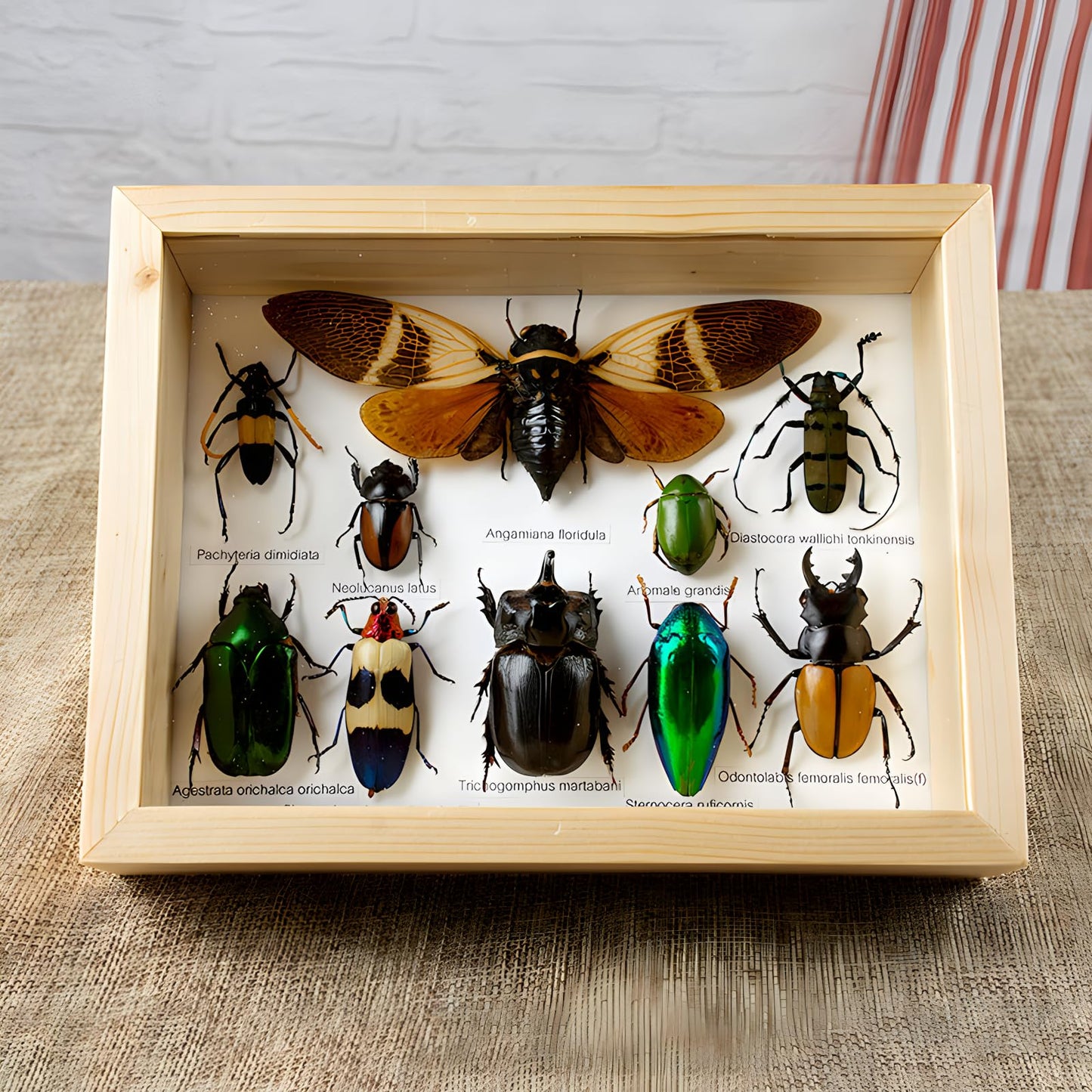 Colección de insectos disecados
