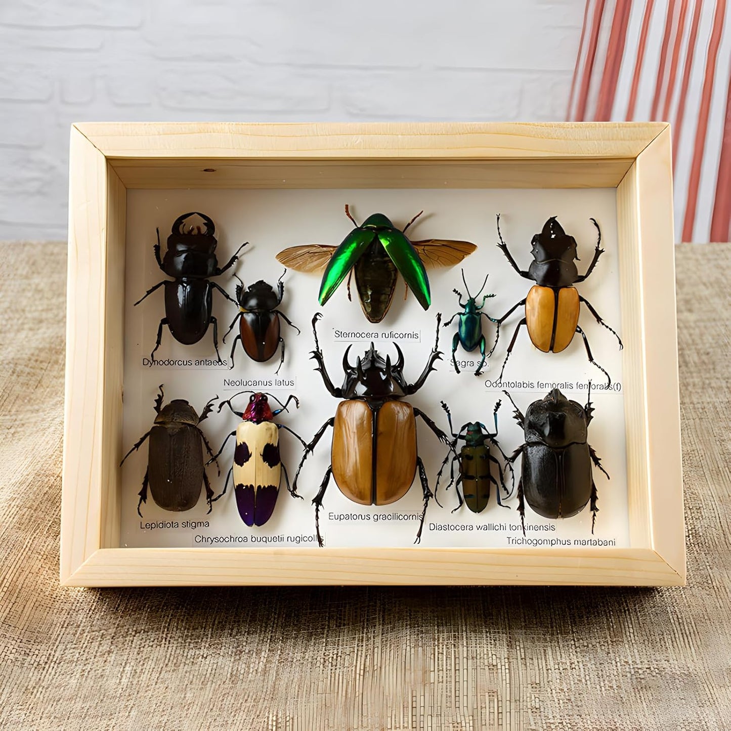 Colección de insectos disecados