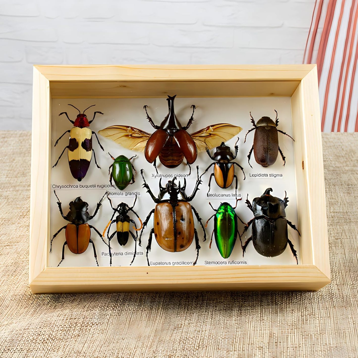 Colección de insectos disecados