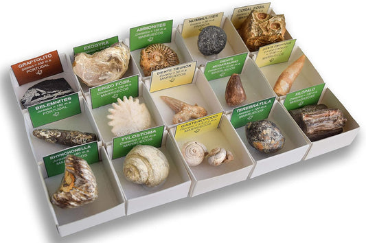 Colección de fósiles reales Animal Art