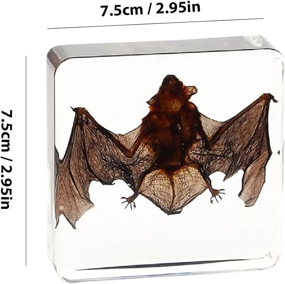 Murciélago en resina transparente exclusivo animal art disecado