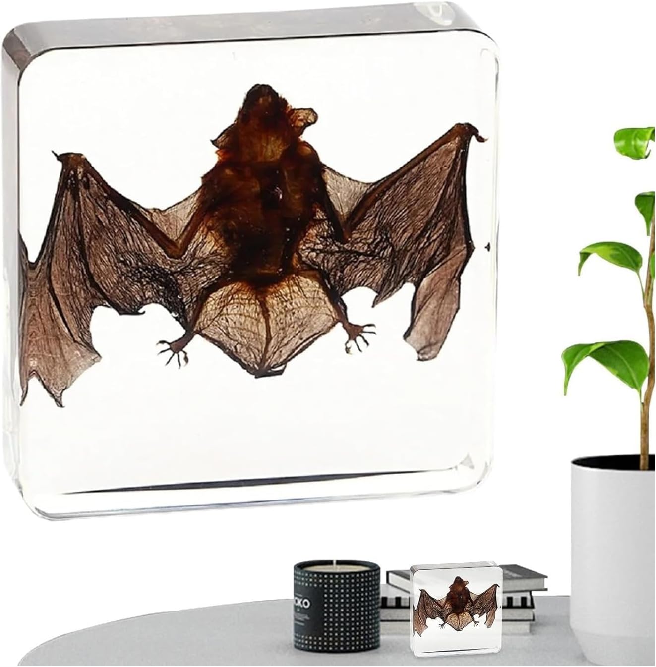 Murciélago en resina transparente exclusivo animal art taxidermia
