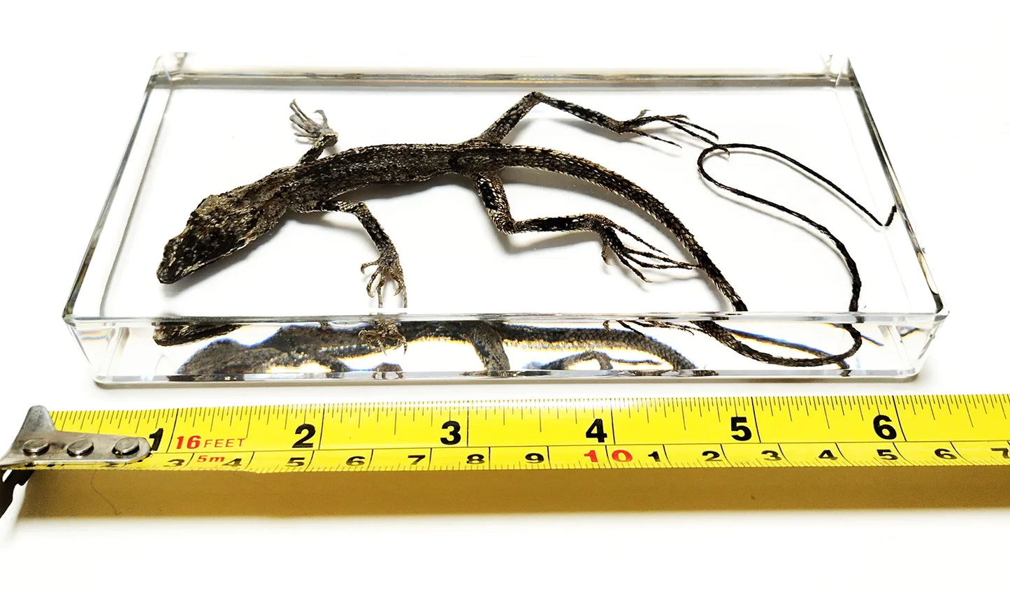 Ánima Reptilis – Taxidermia Contemporánea