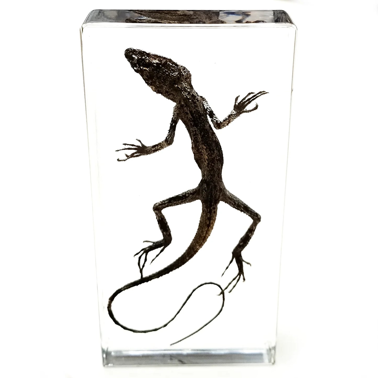 Ánima Reptilis – Taxidermia Contemporánea