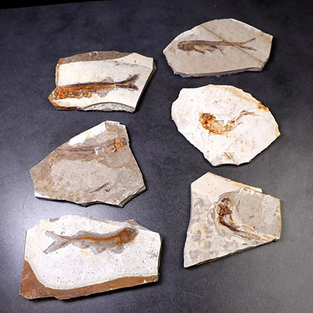 Fósiles Prehistóricos de Peces – Arte Natural Atemporal