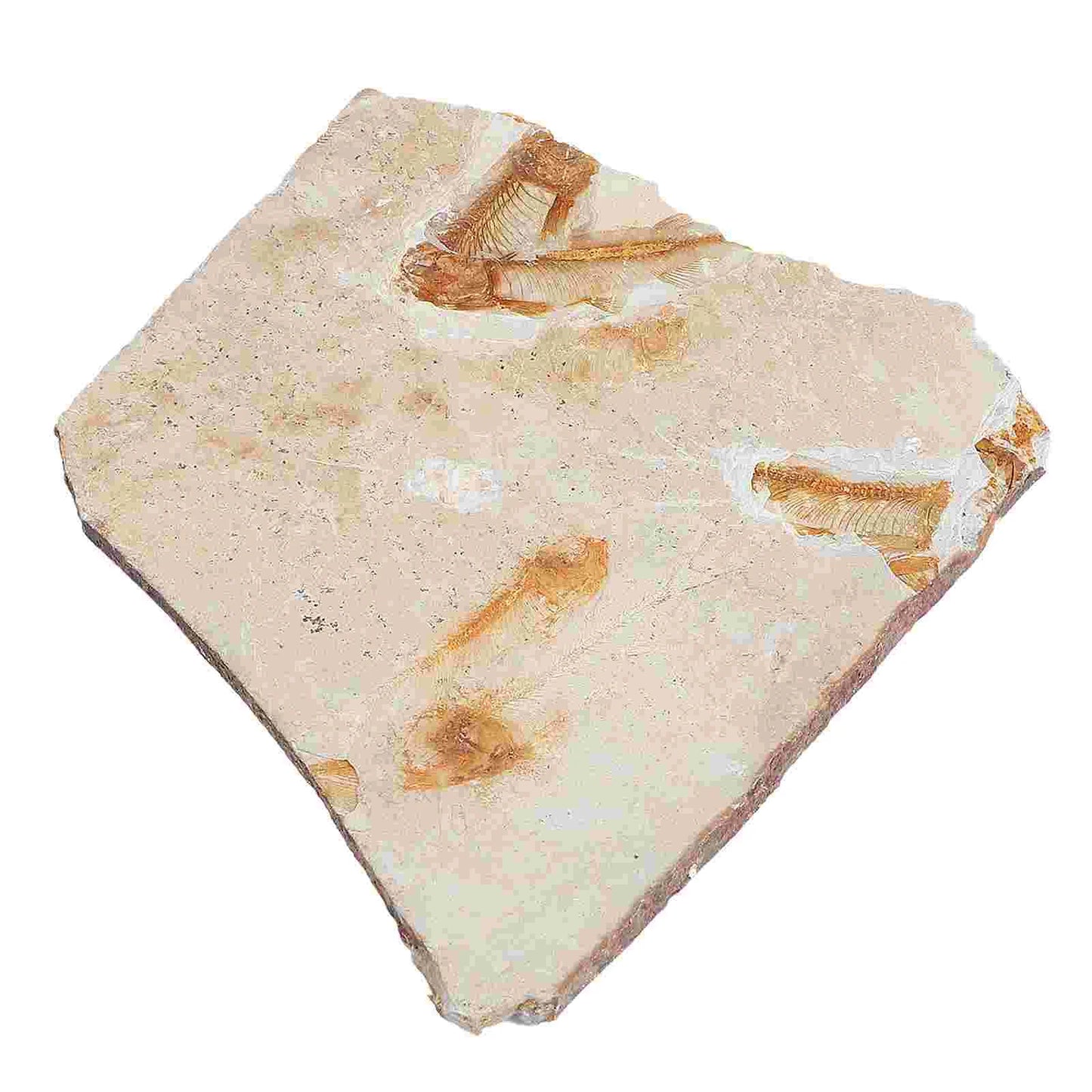 Fósiles Prehistóricos de Peces – Arte Natural Atemporal