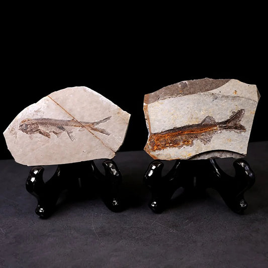 Fósiles Prehistóricos de Peces – Arte Natural Atemporal