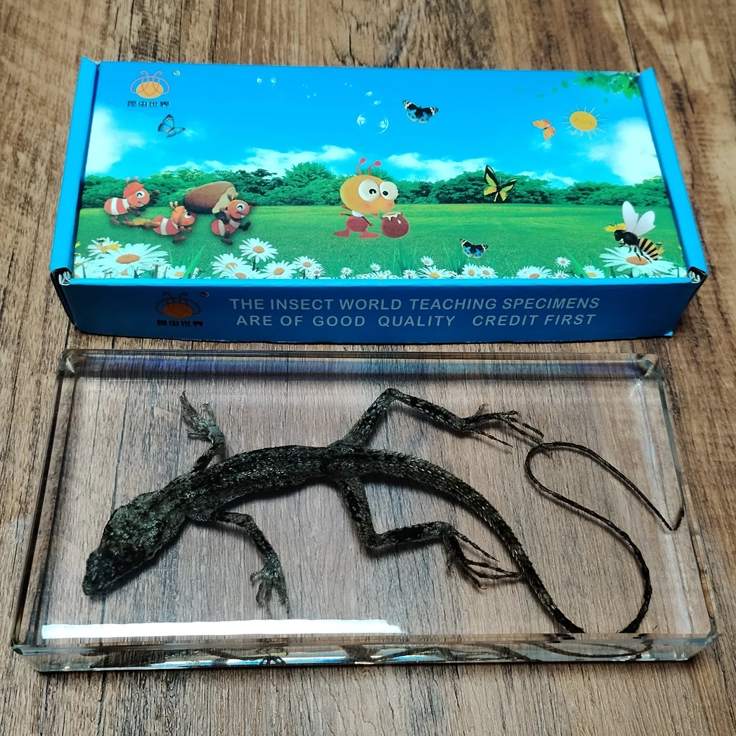 Ánima Reptilis – Taxidermia Contemporánea