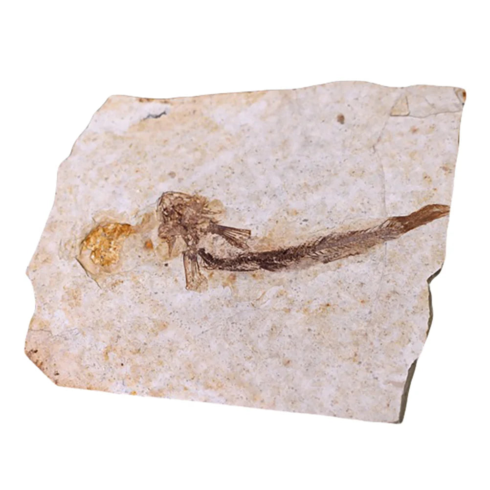 Fósiles Prehistóricos de Peces – Arte Natural Atemporal